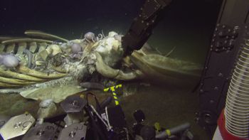 Media type: image;   Invertebrate Zoology 153118 Description: live specimen;